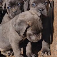 Cuccioli di Cane Corso