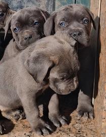 Cuccioli di Cane Corso