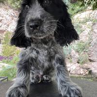 Cocker spaniel inglese cucciolo