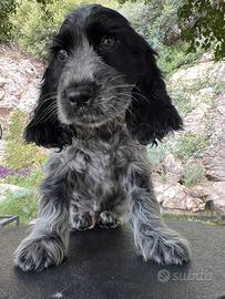 Cocker spaniel inglese cucciolo