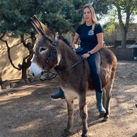 Asina domata a briglia sarda