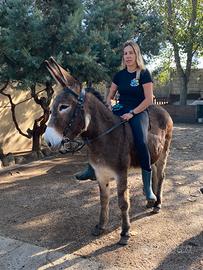 Asina domata a briglia sarda