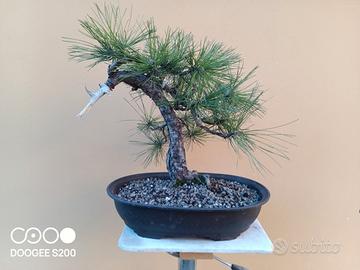 Bonsai pino nero thunbergii