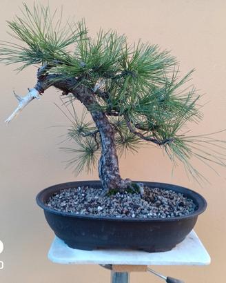 Bonsai pino nero thunbergii