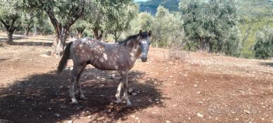 Puledro
