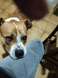 Cagnolino aspetta te