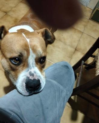 Cagnolino aspetta te