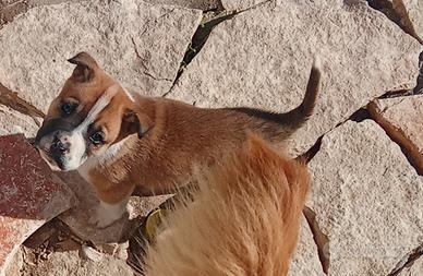 Cucciolo pieno d'amore