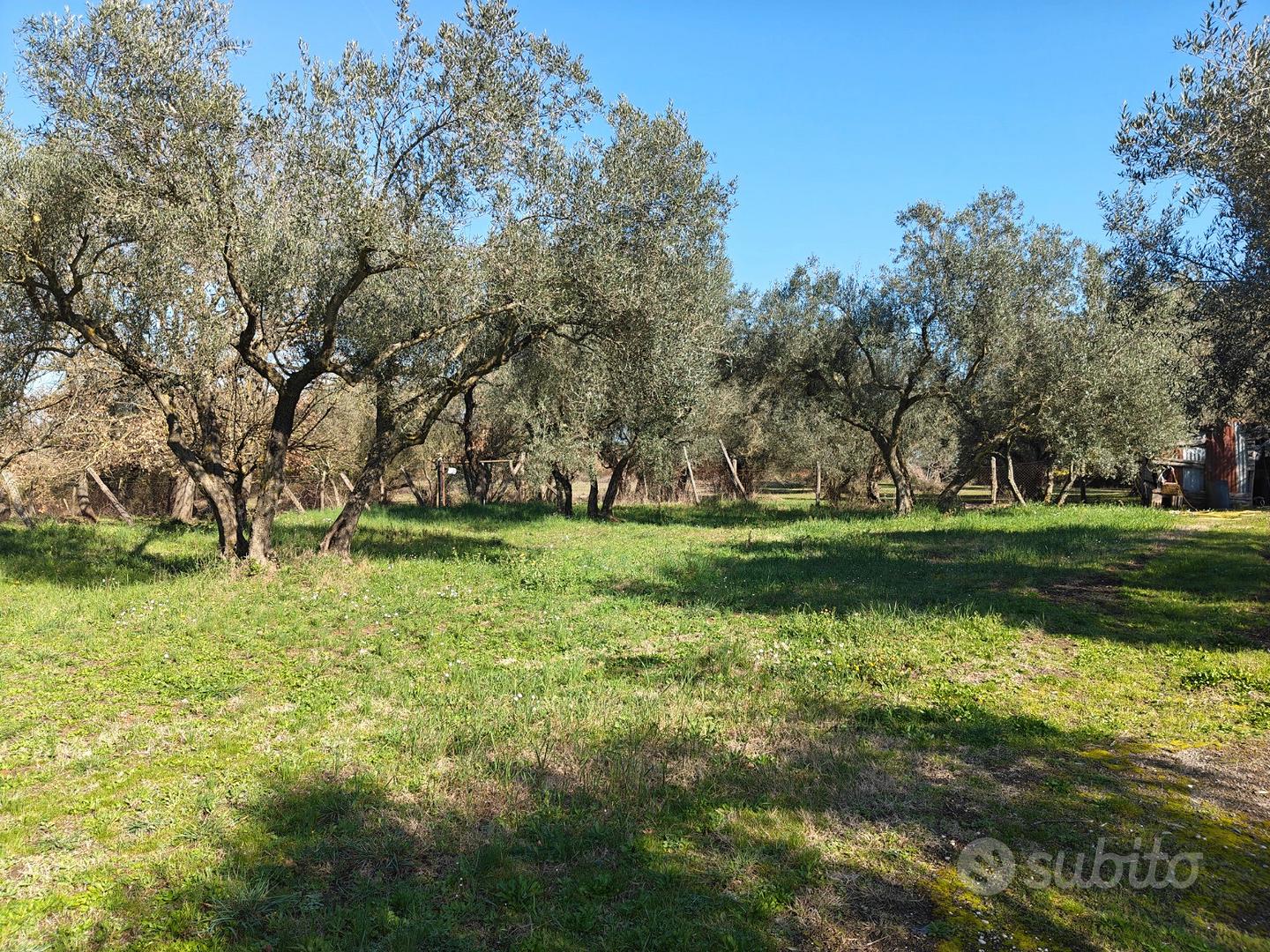 Oliveto con pozzo - Vista 4