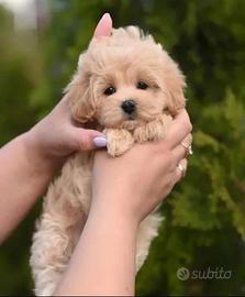 Maltipoo toy
