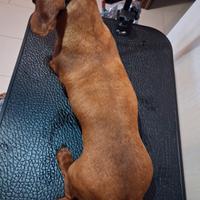 Bassotto