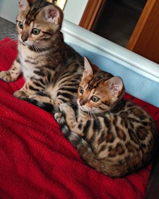 Cuccioli gattini Bengala