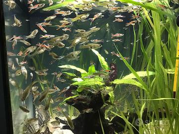Pesci da acquario Guppy endler black Barr