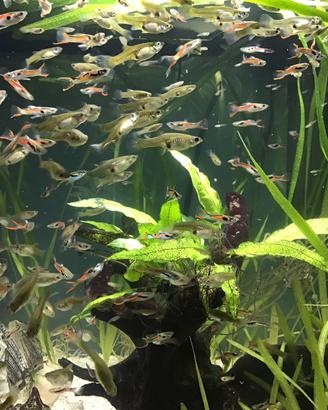 Pesci da acquario Guppy endler black Barr