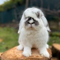 Coniglio ariete nano