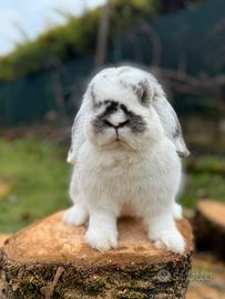 Coniglio ariete nano