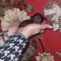 Chihuahua