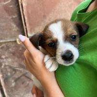 Cani meticci