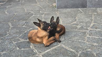 Malinois
