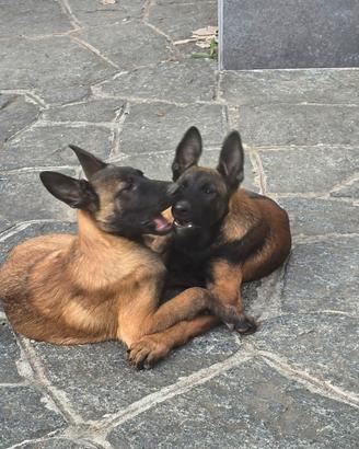 Malinois