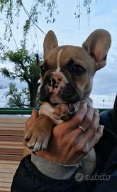 Cucciolina bulldog francese