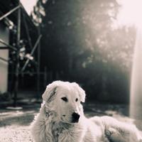 Maremmano abruzzese per monta