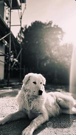 Maremmano abruzzese per monta