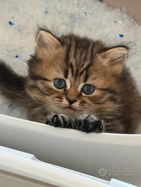 Scottish Fold & Straight