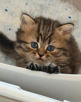 Scottish Fold & Straight