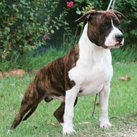 Stallone di amstaff per monta