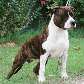 Stallone di amstaff per monta