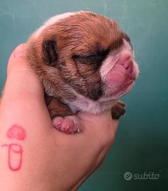 bulldog inglese 