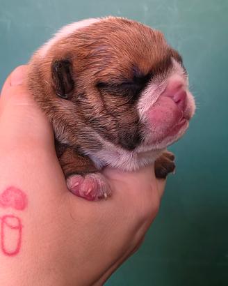 bulldog inglese 