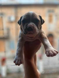 Pitbull