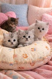 Gattini siberiani stupendi