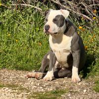 Pitbull