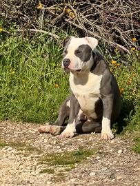 Pitbull