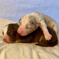 Cuccioli pastore australiano Australian shepherd