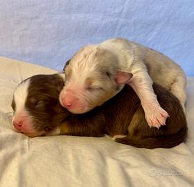 Cuccioli pastore australiano Australian shepherd