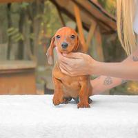 Cucciolo di Bassotto fulvo