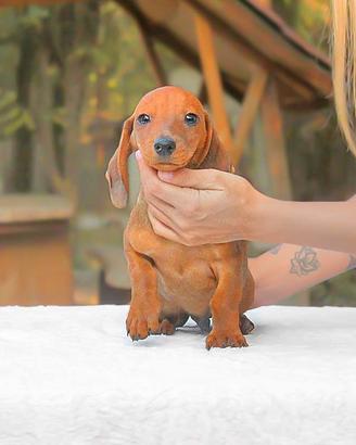 Cucciolo di Bassotto fulvo