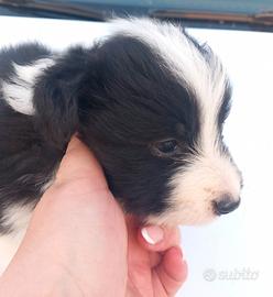Cucciola di border collie con pedigree