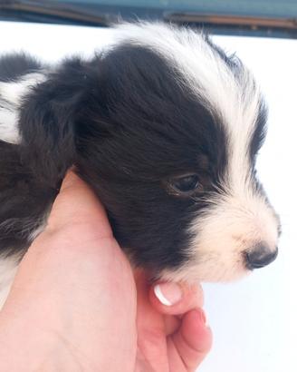 Cucciola di border collie con pedigree