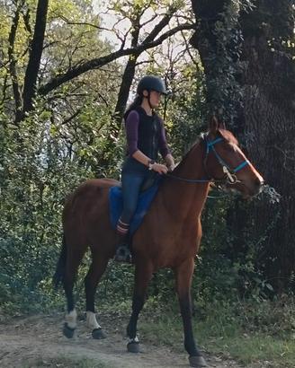 Cavallo da passeggiata