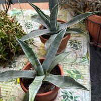 AGAVE AMERICANA VERDE