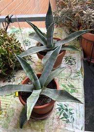 AGAVE AMERICANA VERDE