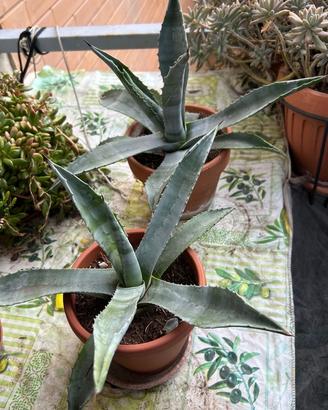 AGAVE AMERICANA VERDE