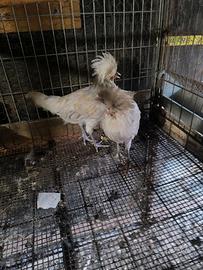 Galli e galline PADOVANI CIUFFATI