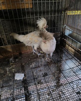Galli e galline PADOVANI CIUFFATI