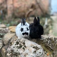 Conigli nani e ariete nani